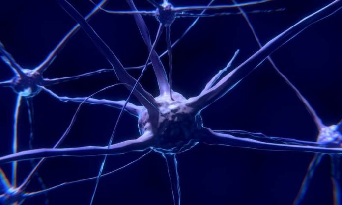 14-brain Stabilizing neuronal branching for healthy brain circuitry