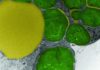 New Algae based Bioreactor Harnesses To absorb Carbon Dioxide- more details inside New Algae based Bioreactor Harnesses To absorb Carbon Dioxide- more details inside