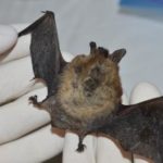 Bat-killing disease confirmed in Kittitas County, WDFW says Bat-killing disease confirmed in Kittitas County, WDFW says