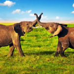 National Day For WILDLIFE – September 4, 2019