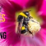 Newly-discovered Bee species in Fiji are already at risk of Exctinction- why?