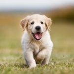 FDA Warns Pet Owners Not to Feed Their Dogs with this Food- Details inside