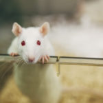 USING STEM CELLS ONLY SCIENTISTS GREW LIVING MOUSE EMBRYOS :DETAILS INSIDE