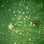 ‘Fast-acting insecticide lost after WW-II rediscovered’ : Here’s what happened 'Fast-acting insecticide lost after WW-II rediscovered' : Here's what happened