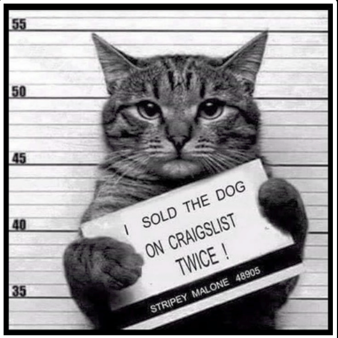 cat meme