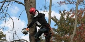 6 signs that indicate if the tree is dying tree is dying