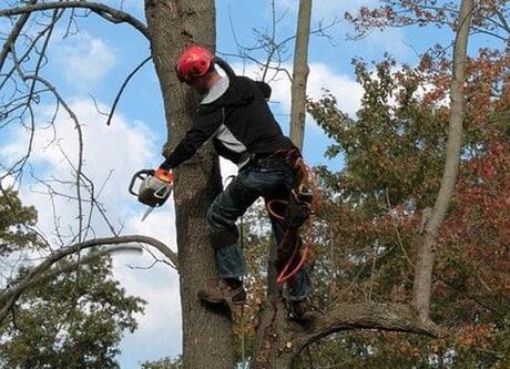 removing-tree-limbs-in-carmel tree is dying
