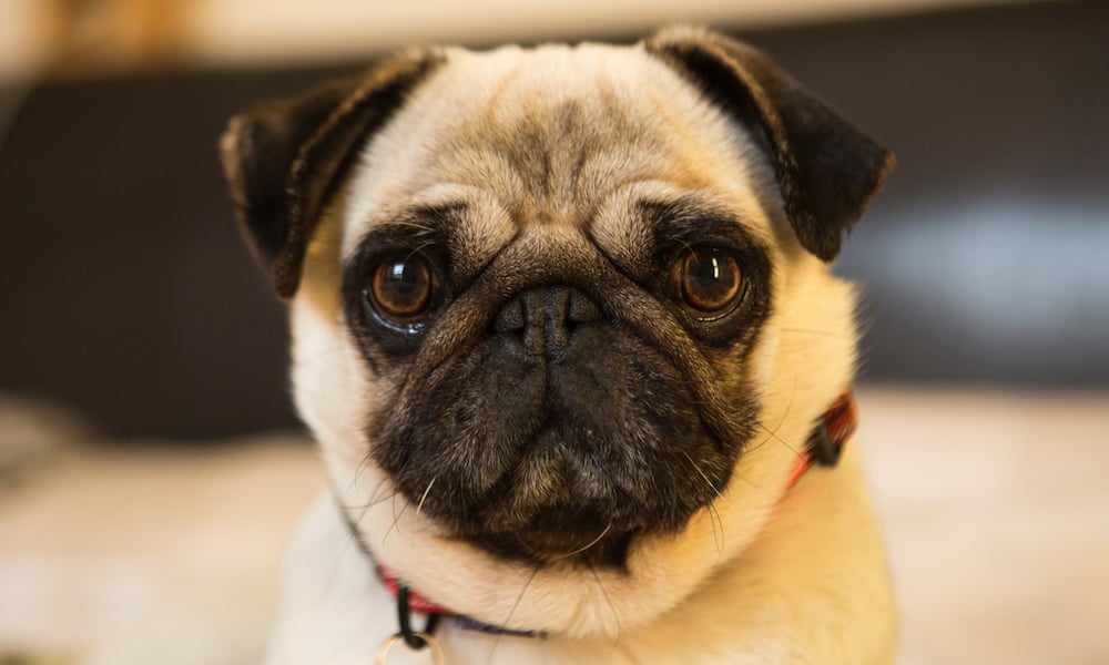 How Long Do Pugs Live? - Boogie the Pug