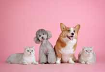 ESA Pet Letter for Housing 2022: What You Need to Know ESA