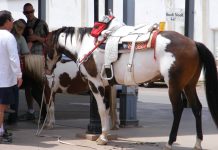 Pros and Cons of Living on Horse Property hourse