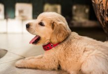 5 Essentials You Need For Your New Puppy Puppy