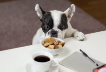 How to Choose the Best Pet Food Delivery Service for Your Family Pet Food Delivery Service