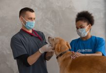 5 Signs That You Should Think About Getting Veterinary Courses Veterinary