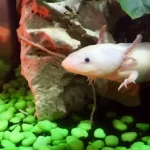 The Fascinating World of Axolotls as Pets Care, Breeding, and More