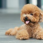 Types & Characteristics of Tea Cup Poodle