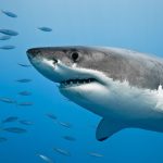 Are Sharks Mammals? The Fascinating Truth Unveiled
