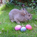 What are Rodents? Are Rabbits Rodents?