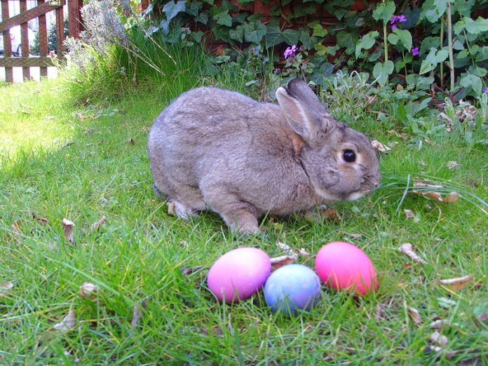 What are Rodents? Are Rabbits Rodents?