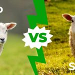 sheep vs lamb