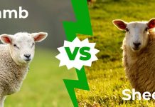 sheep vs lamb