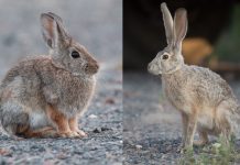bunny vs rabbit