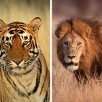 Tiger vs Lion Difference Between Tiger and Lion