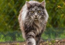 Top 3 Types of Maine Coon maine coon lifespan