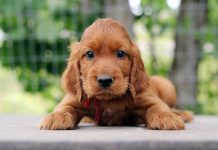 Characteristics of Irish Setter Puppies irish setter puppies
