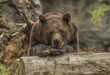 How long do Bears Hibernate- Let’s Know the Hidden Secrets How long do bear hibernate