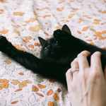 Pet Insurance