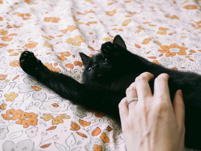 Pet Insurance Pet Insurance