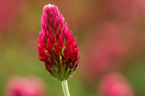 How to increase estrogen naturally