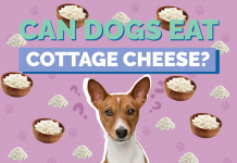 Can Dogs eat cottage cheese?