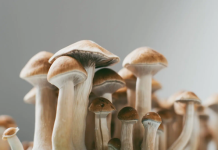 Can you smoke mushrooms